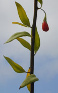 Goji Berry
