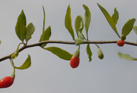 Goji berries